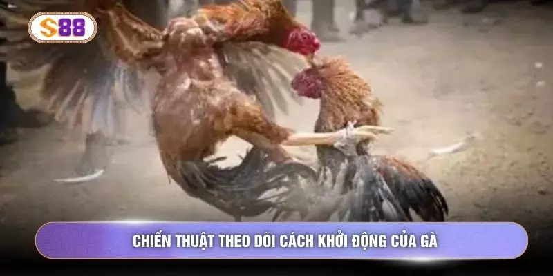 Chiến thuật theo dõi cách khởi động của gà