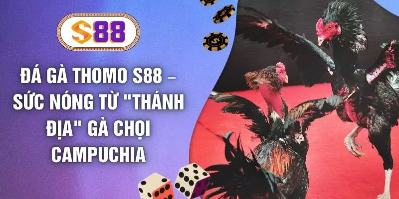 Đá Gà Thomo S88 – Sức Nóng Từ "Thánh Địa" Gà Chọi Campuchia