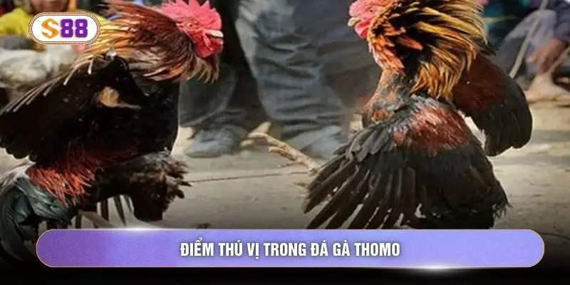 Điểm thú vị trong đá gà thomo