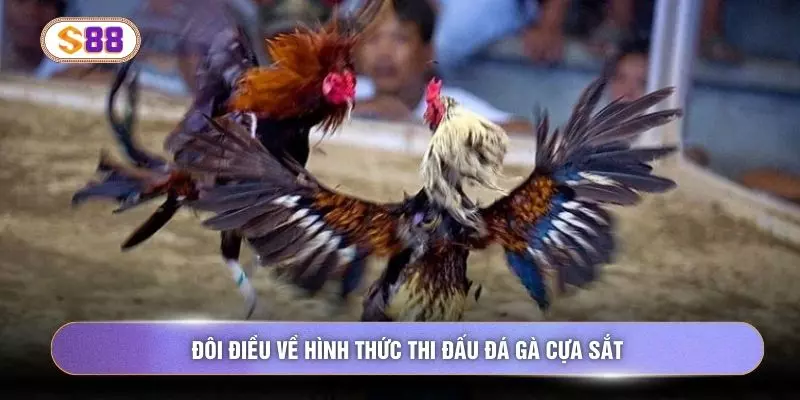 Đôi điều về hình thức thi đấu đá gà cựa sắt