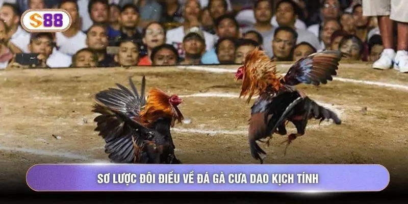 Sơ lược đôi điều về đá gà cưa dao kịch tính