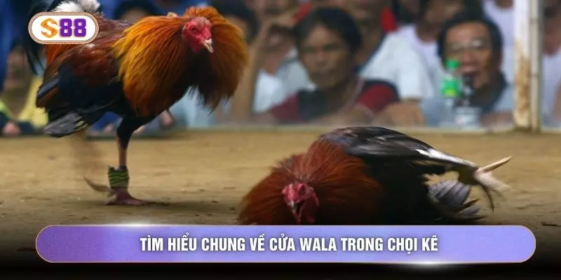 Tìm hiểu chung về cửa Wala trong chọi kê