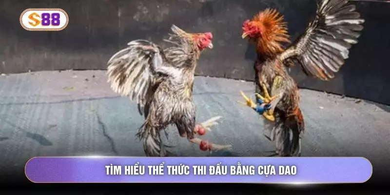 Tìm hiểu thể thức thi đấu bằng cựa dao